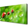 Obraz Canvas Lienky na listu kvapky 100x50 cm