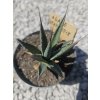 Agave utahensis v šírke 8 cm, výške 10 cm