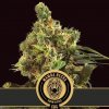 Blimburn Seeds Cannabis Seeds Mamba Negra CBG 3 ks