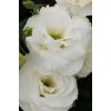 LISIANTHUS, CUT FLOWER DOUBLE, ABC 1 WHITE, 1000 semien