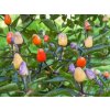 Lila Luzi (semená) chilli