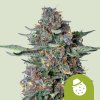 Royal Queen Seeds Do-Si-Dos Automatic Balenie: 3 ks 0% THC
