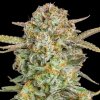 Advanced Seeds - Auto Bruce Banner XXL 3 ks - Semená neobsahujú THC.