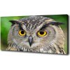 Foto obraz na plátne do obývačky Sova 100x50 cm