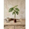 BotaneryLab ELEMENT Dub - drevený stojan na zakoreňovanie rastlín WoodenBotanery Motív: G
