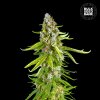 Bulk Seed Bank - Grande Crack 100 ks - Semená neobsahujú THC