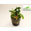 Bucephalandra Green wavy