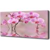 Foto obraz tlačený na plátne Ružová orchidea 100x50 cm
