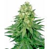 White Label White Widow regular semena neobsahují THC 10 ks