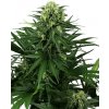 Sensi Seeds Honey Melon Kush neobsahuje THC 5 ks