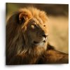 Sablio Obraz Lev 3 - 50x50 cm