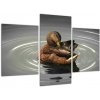 Obraz - kačice vo vode (Obraz 90x60cm)