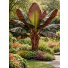 Červený banánovník Ensete ventricosum 'Maurelii' v celkovej výške 30 cm
