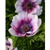 ANEMONE k rezu, MONA LISA® WINE WHITE BICOLOR, 1000 semien