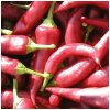 Paprika Žitava - Capsicum annuum - semená papriky - 30 ks