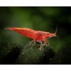 Toprybičky Neocaridina davidi - Red Sakura