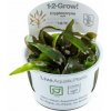 Tropica Cryptocoryne nurii 1-2 Grow!