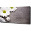 Foto obraz na plátne Gerbera 100x50 cm