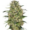 Sensi Seeds Semená kanabisu Black Domina® Feminized, 3-10 ks 10 ks