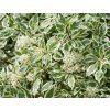 Drieň biely Elegantissima, výška 40-60 cm, kvetináč 3 l