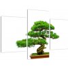 Bonsai - moderný obraz (Obraz 90x60cm)