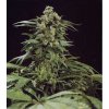 Mr. Nice G13 x Skunk 18 ks standardizovaná semínka Mr. Nice neobsahuje THC nan