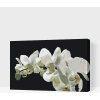Vymalujsisam.sk Maľovanie podľa čísiel - Biela orchidea 2 Veľkosť: 40x60cm, Rám: Na kartónovej doske