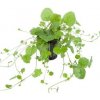 Cardamine lyrata
