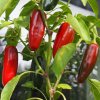 Jalapeno Early - semená chilli papričiek 1 ks
