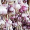 Sadbový cesnak Janko - Allium sativum - paličiak - 1 balenie