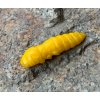 FISHUP Pupa 1,5