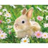 Diamantový obraz Zajačik na lúke