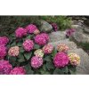 Hortenzia veľkolistá Endless Summer® Hydrangea macrophylla 'Summer Love' 20-35 cm kvetináč 5 l červená