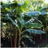 Banánovník Sikkism - Musa sikkimensis - semená - 3 ks