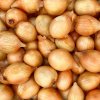 Cibuľa sadzačka žltá Hercules - Allium cepa - cibuľky - 250 g
