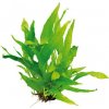 Vyrobca Microsorum pteropus