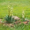 Juka glauca - Yucca glauca - semená - 5 ks