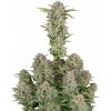 Fastbuds - Bruce Banner Auto 5 ks - semená neobsahujú THC