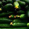 BIO Uhorka šalátová Flamingo F1 - Cucumis sativus - bio semená uhorky - 4 ks