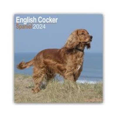 English Cocker Spaniel Englische Cockerspaniels 16-Monats 2024