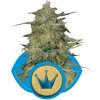 Royal Queen seeds Royal Highness neobsahují THC 5 ks