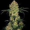 Sensi Seeds Research - Aloha OG 5 ks - Semená neobsahujú THC