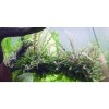 Hygrophila pinnatifida 1-2 Grow!