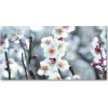 Foto obraz akrylový do obývačky Kvety višne 100x50 cm