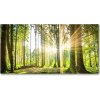 Foto obraz akrylový na stenu Les slnko 100x50 cm