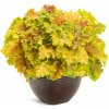 Heuchera Dolce Apple Twist, kont. 0,5 l