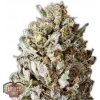 Heavyweight Seeds - Diesel Drift 5 ks - Semená neobsahujú THC
