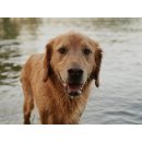 Veterinárny prípravok Frontline Spot-On Dog L 20-40 kg 3 x 2,68 ml
