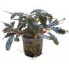 BUCEPHALANDRA BIBLIS RED