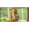 Vstupenky do ZOO v Spišskej Novej Vsi pre dospelých, deti aj dôchodcov
